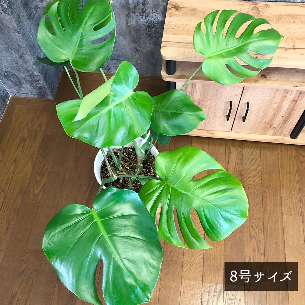 Amazon | 観葉植物 モンステラ デリシオサ 選べるサイズ 5号 8号 素敵
